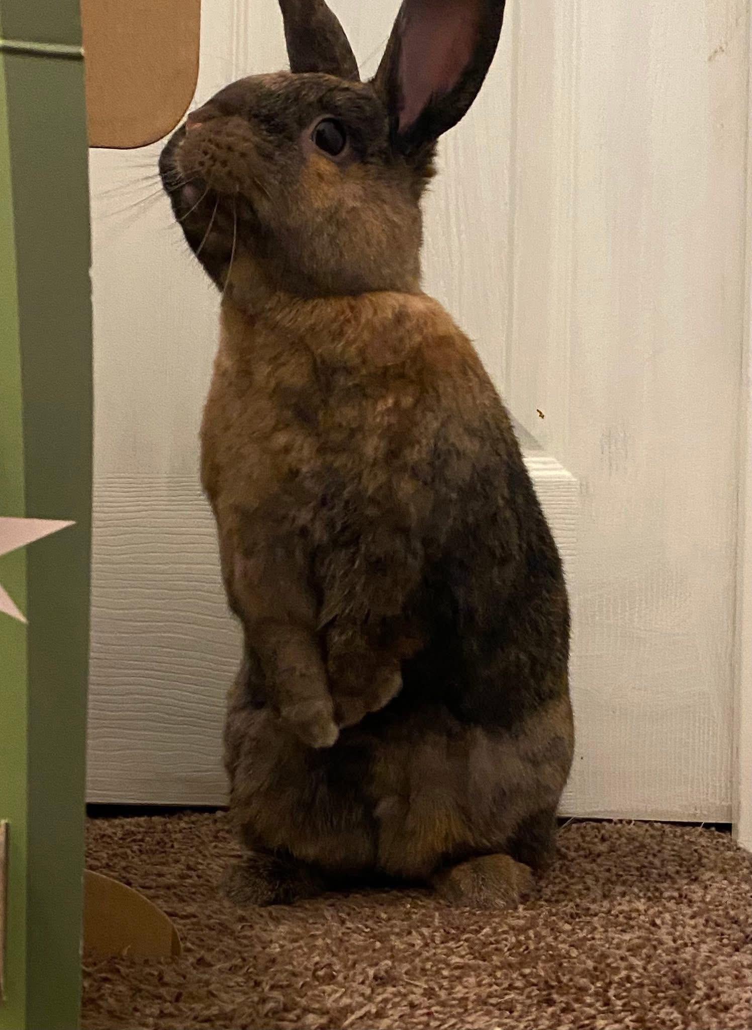 Enlarge Ramen Noodle , a ADOPTABLE New Zealand in St. Charles, MO image 5/6