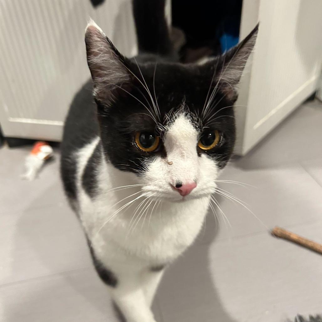 Bolt, Adoptable, Young Male Domestic Short Hair.