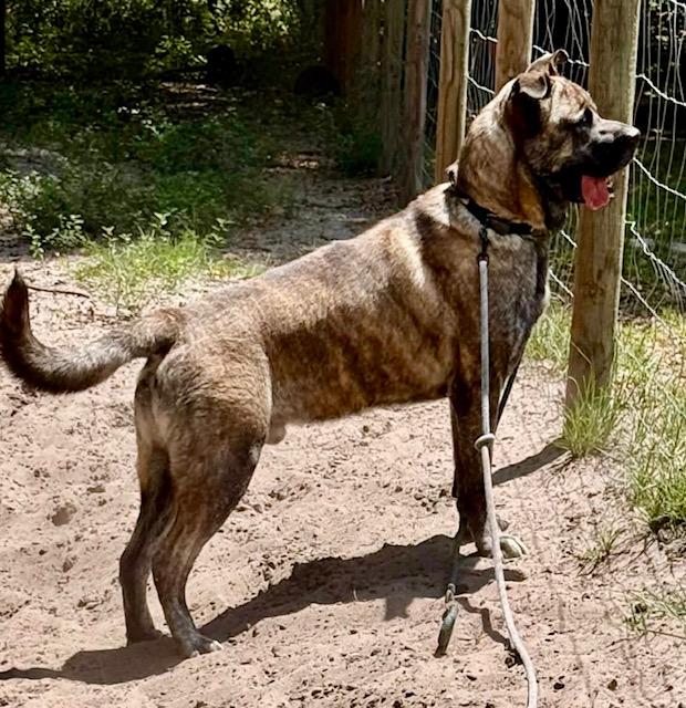 Sultan, a ADOPTABLE mixed breed in New Smyrna Beach, FL image 6/6