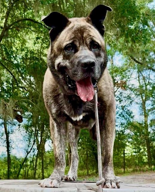 Sultan, a ADOPTABLE mixed breed in New Smyrna Beach, FL image 2/6