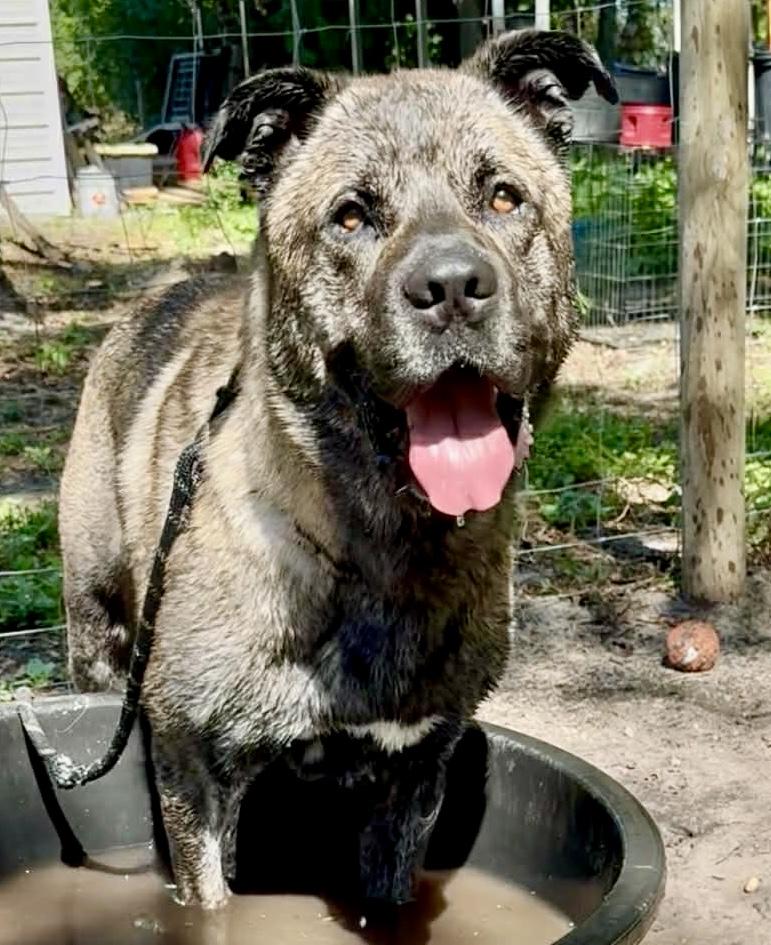 Sultan, ADOPTABLE, Adult Male Neapolitan Mastiff & Mastiff.