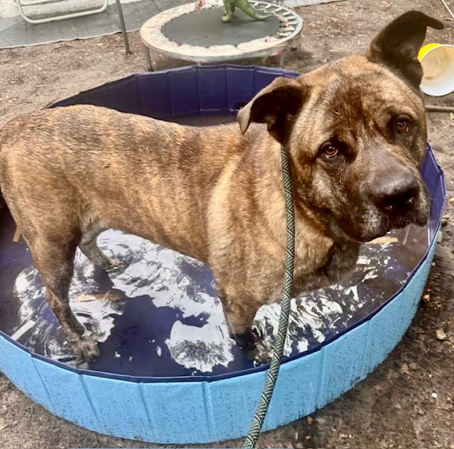 Sultan, a ADOPTABLE mixed breed in New Smyrna Beach, FL image 3/6