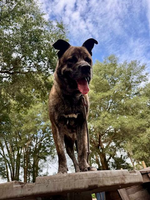 Sultan, a ADOPTABLE mixed breed in New Smyrna Beach, FL image 4/6