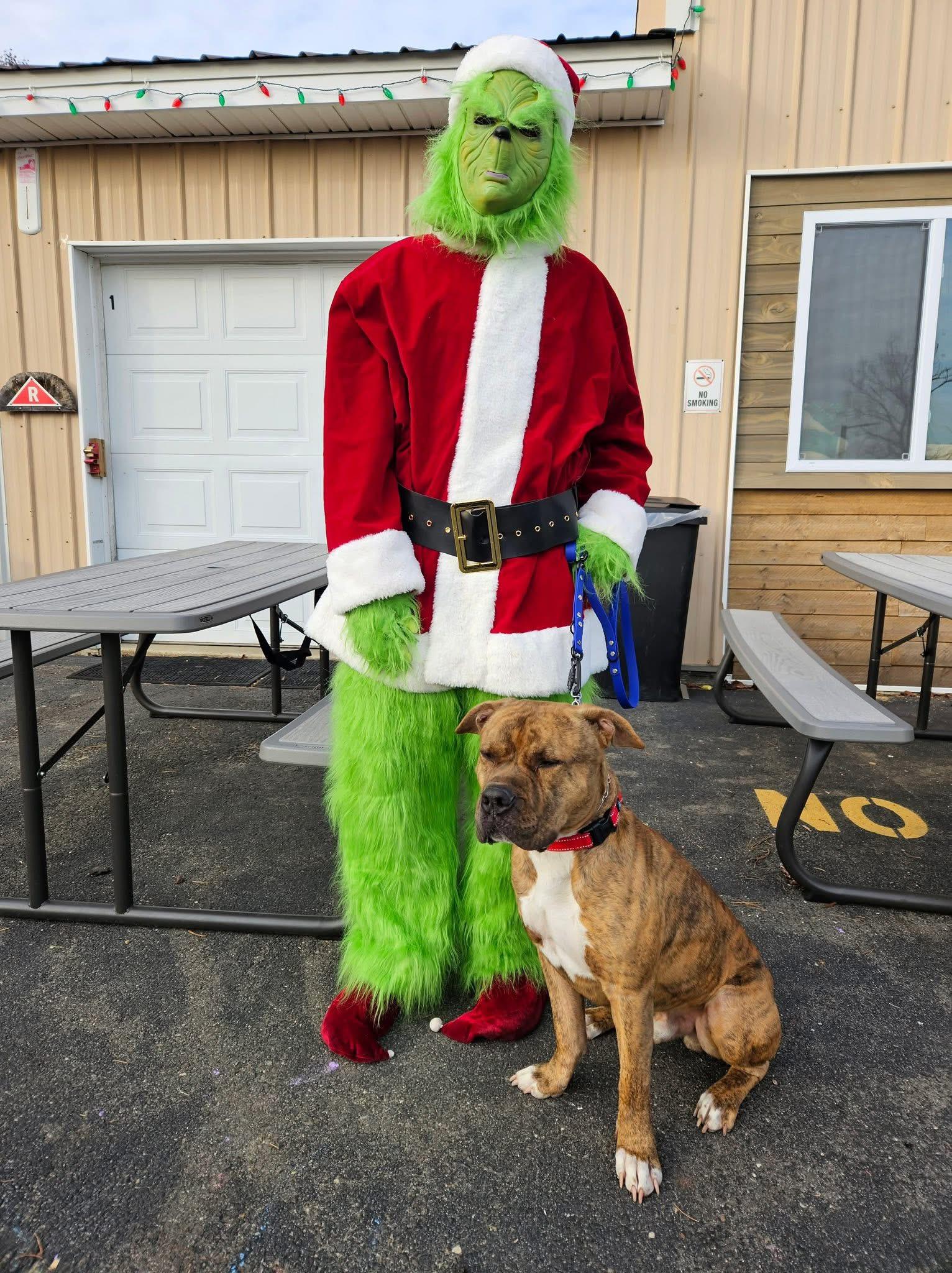 Enlarge Butchy, a ADOPTABLE mixed breed in Jackson , NJ image 4/4