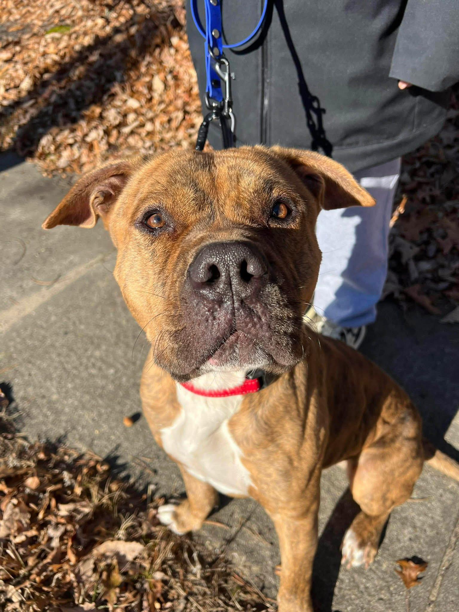 Butchy, ADOPTABLE, Adult Male Pit Bull Terrier.