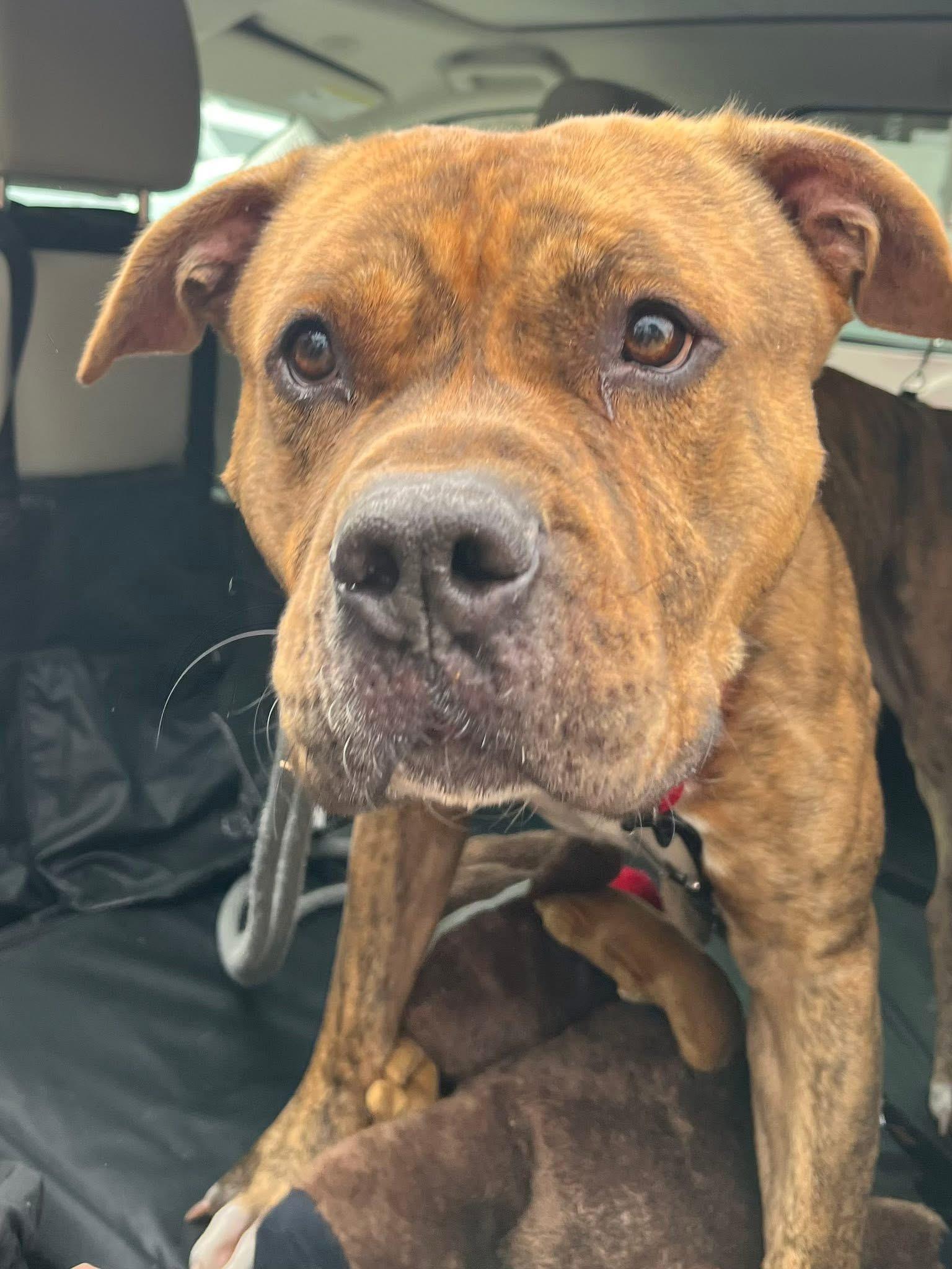 Enlarge Butchy, a ADOPTABLE mixed breed in Jackson , NJ image 3/4