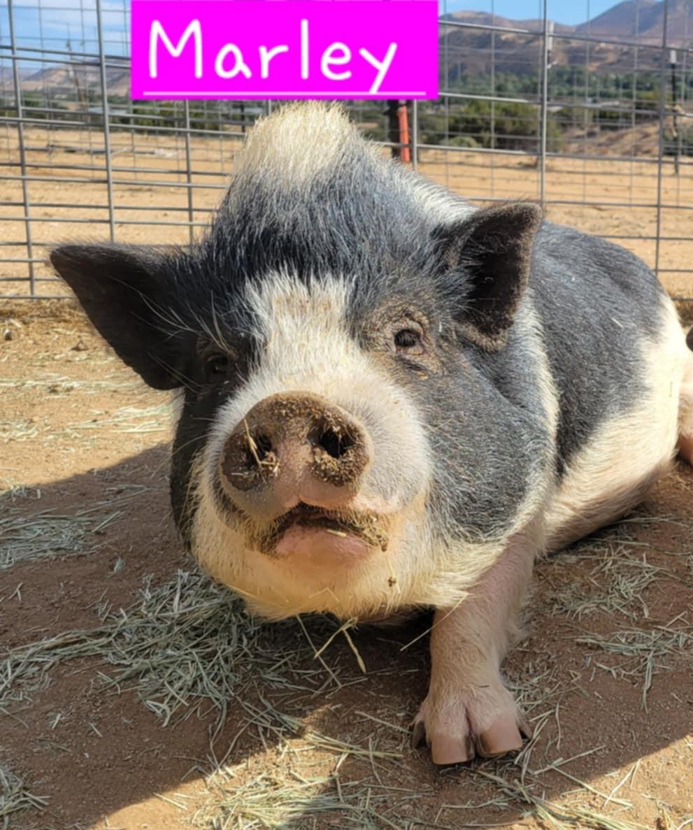 Marley, Young Female unknown