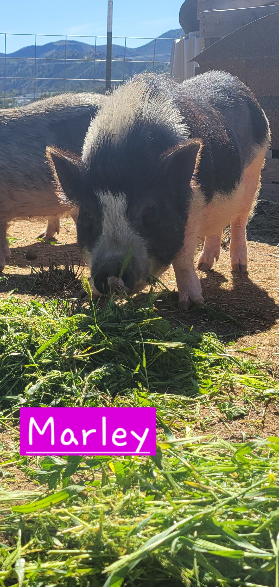 Marley photo 2