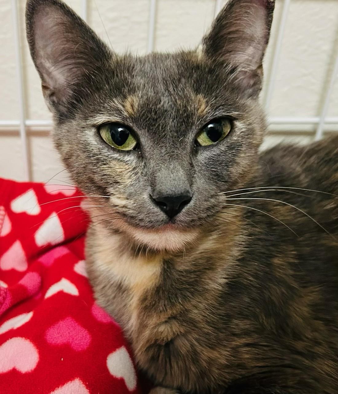 Luna, ADOPTABLE, Young Female Dilute Tortoiseshell.
