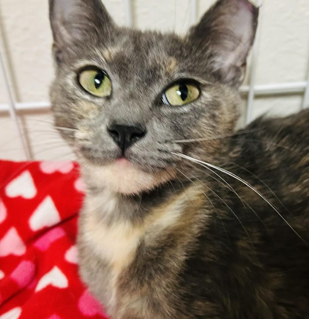 Luna, a ADOPTABLE mixed breed in Austin, TX image 2/5