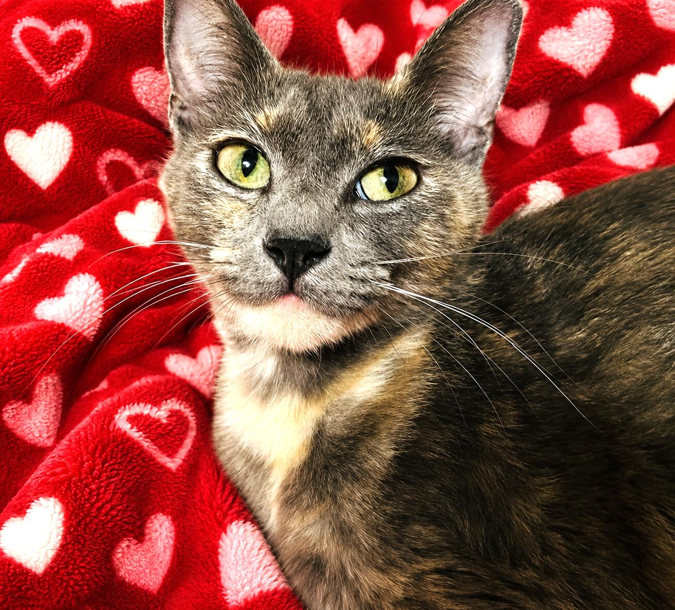 Luna, a ADOPTABLE mixed breed in Austin, TX image 2/4