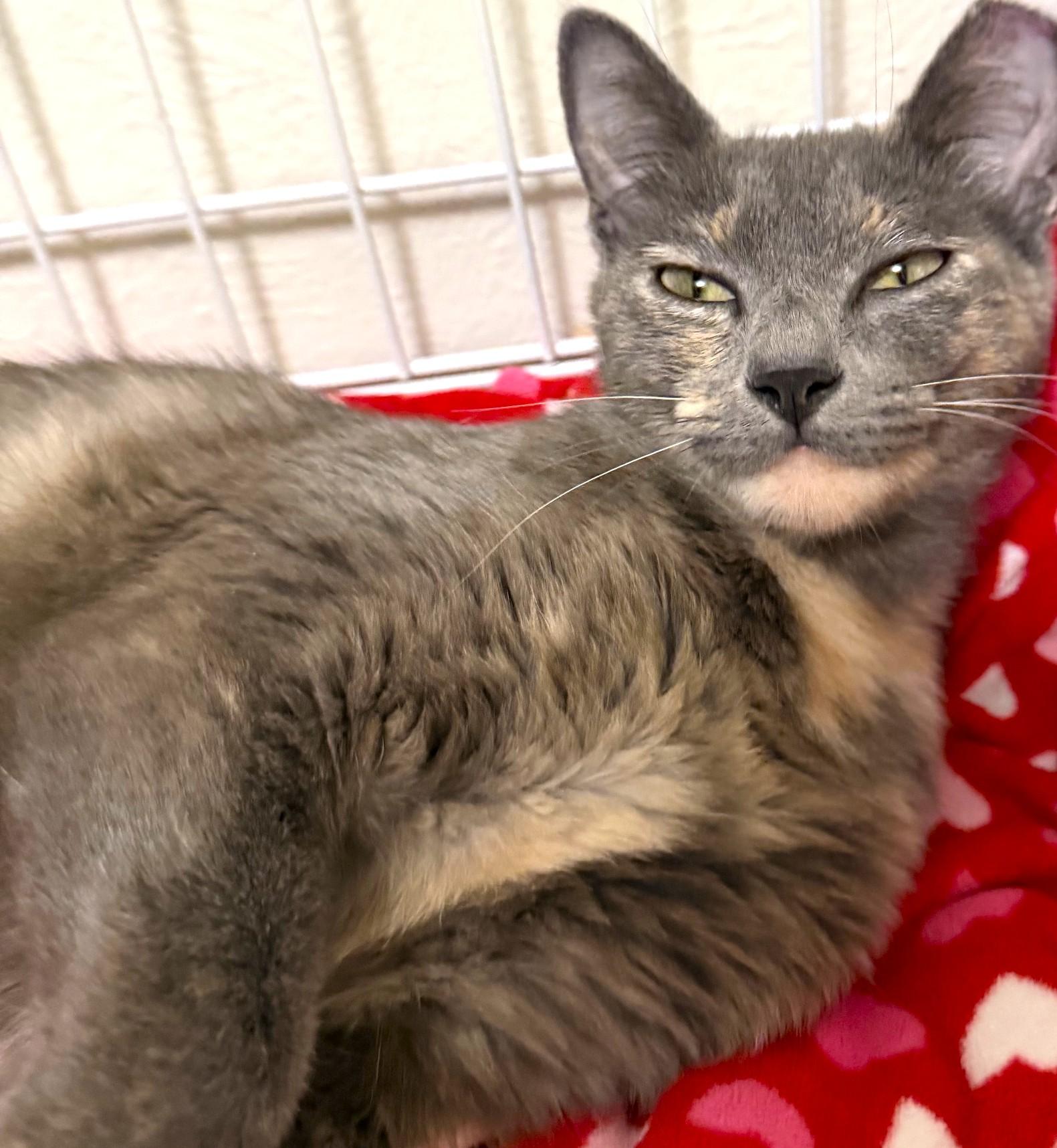 Luna, a ADOPTABLE mixed breed in Austin, TX image 4/5