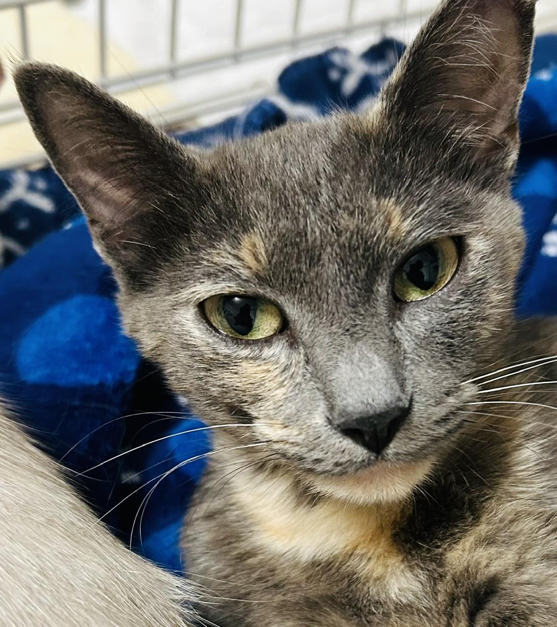 Luna, a ADOPTABLE mixed breed in Austin, TX image 5/5