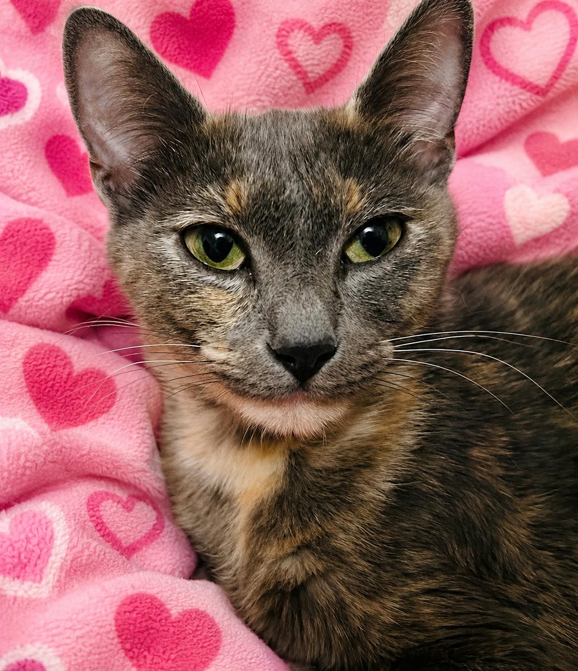 Luna, a ADOPTABLE mixed breed in Austin, TX image 4/4