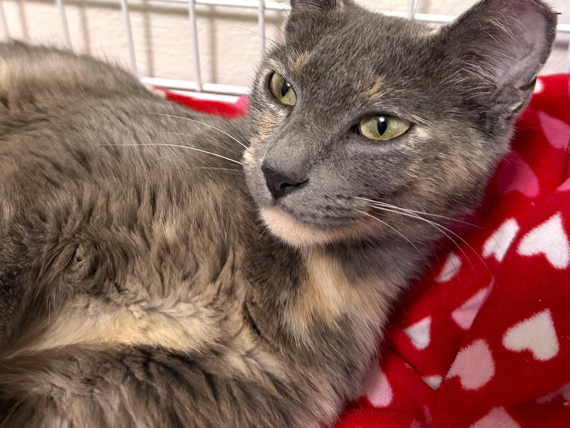 Luna, a ADOPTABLE mixed breed in Austin, TX image 3/5