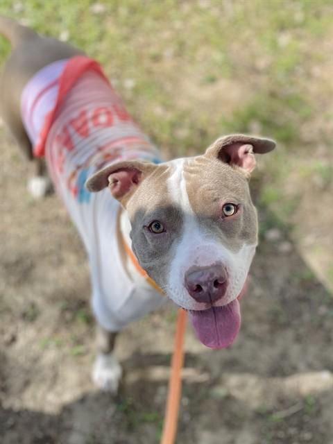 TESS - ADOPTION PENDING, Adoptable, Adult Female Pit Bull Terrier.