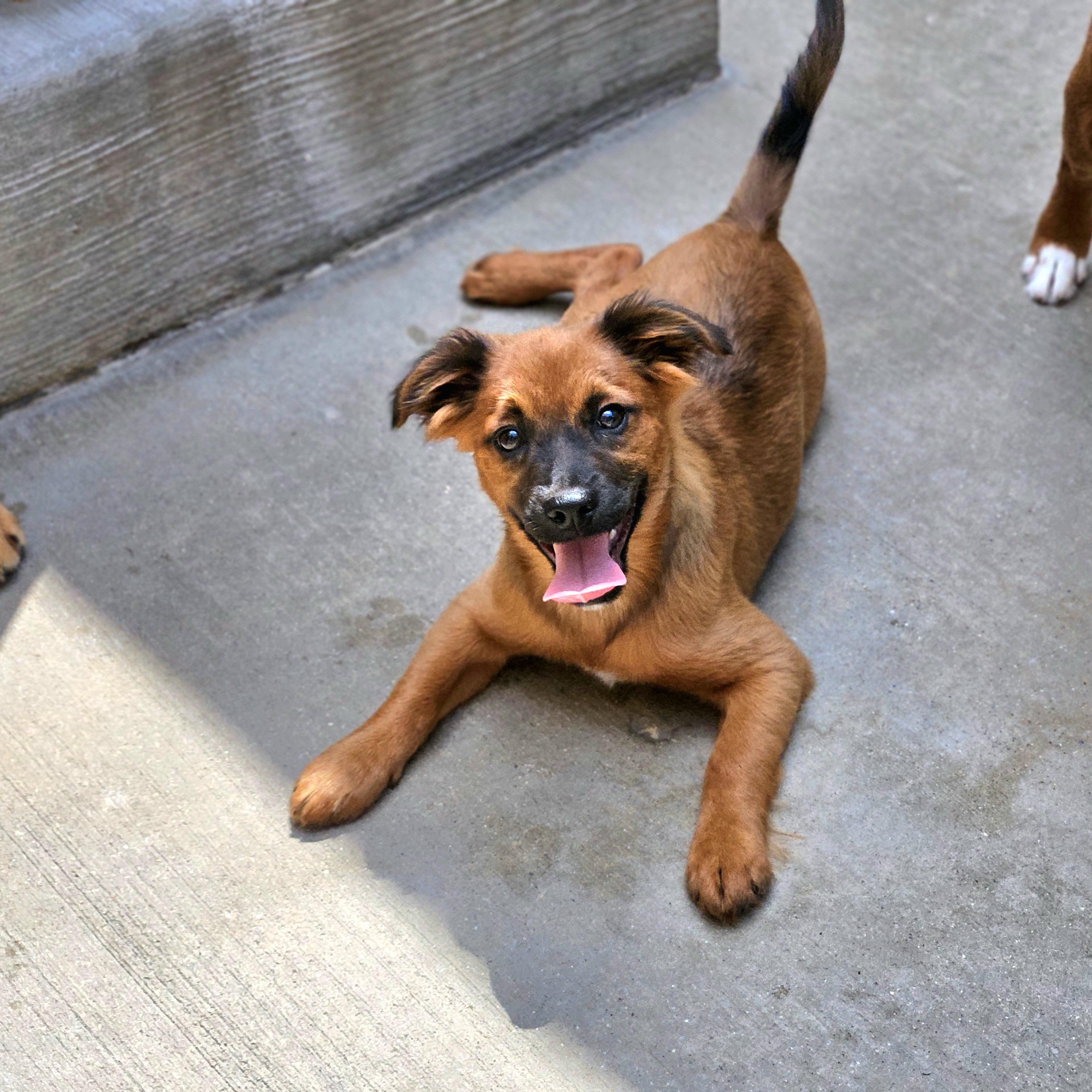 Kermit, a ADOPTABLE mixed breed in Chicago, IL image 2/6