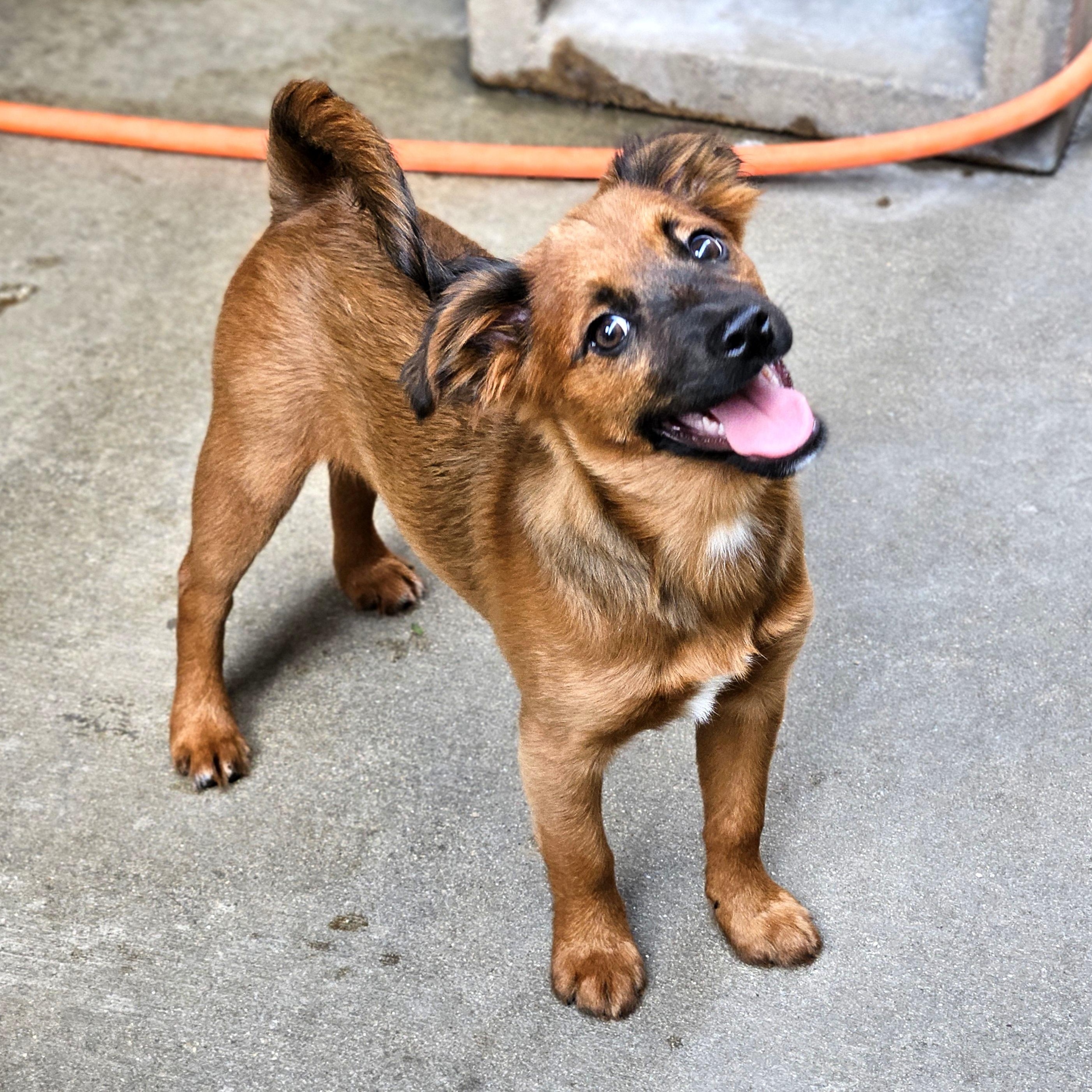 Kermit, a ADOPTABLE mixed breed in Chicago, IL image 5/6