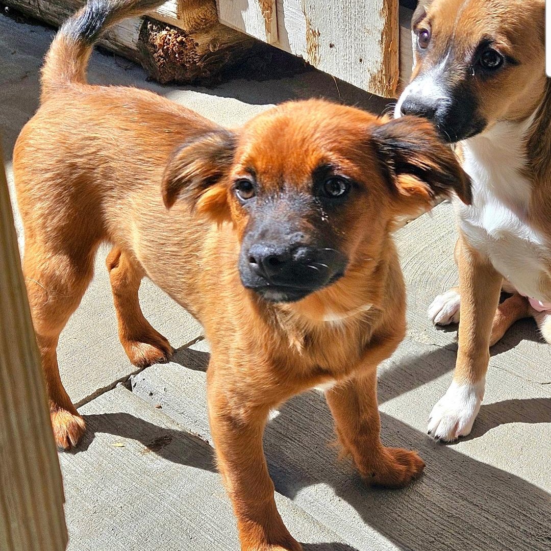 Kermit, a ADOPTABLE mixed breed in Chicago, IL image 6/6