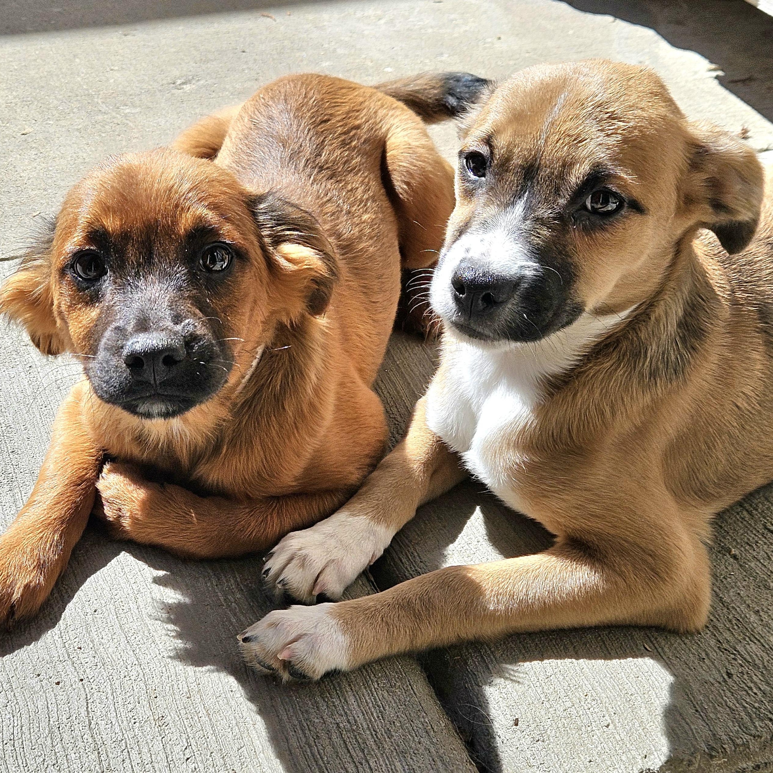 Kermit, a ADOPTABLE mixed breed in Chicago, IL image 4/6