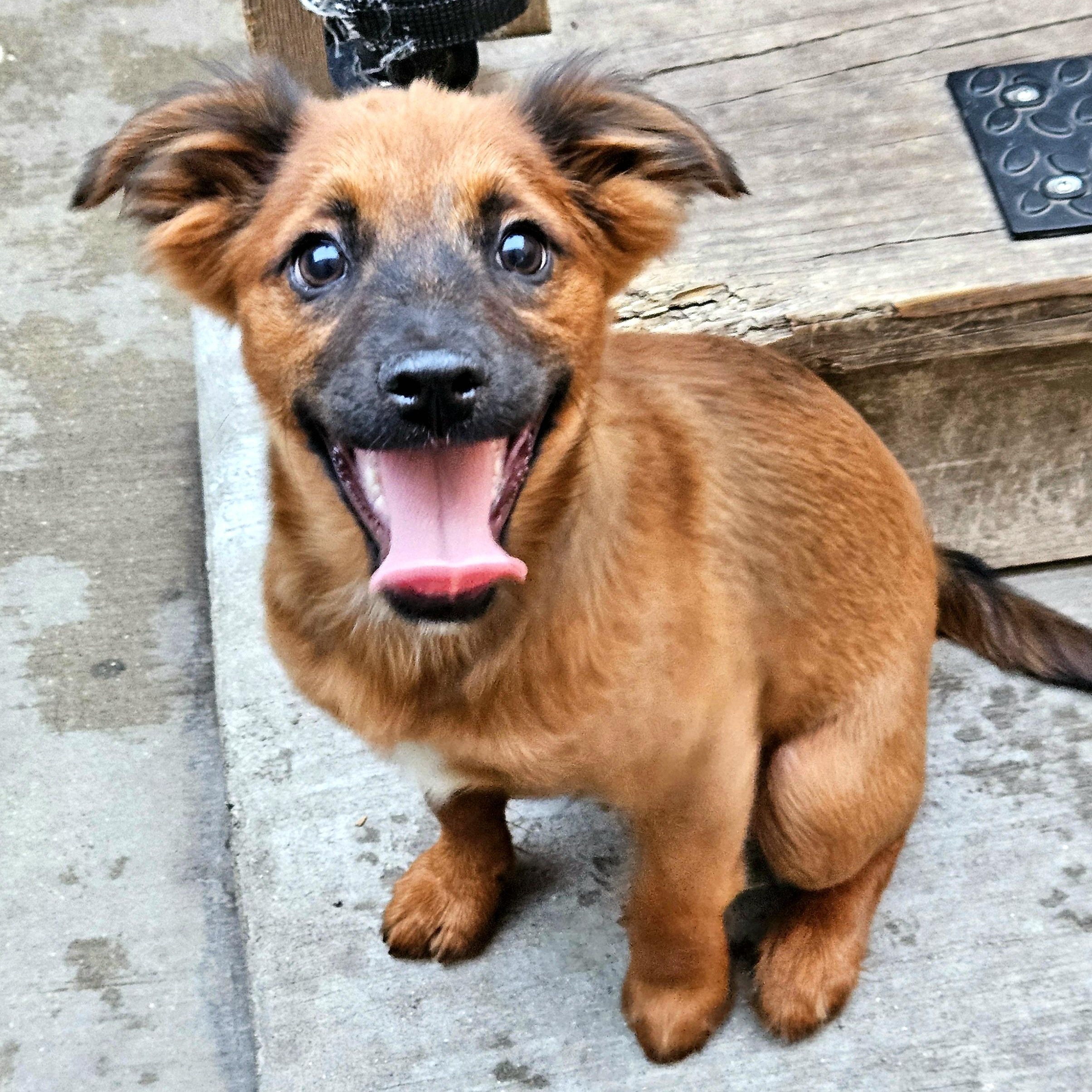 Kermit, a ADOPTABLE mixed breed in Chicago, IL image 3/6