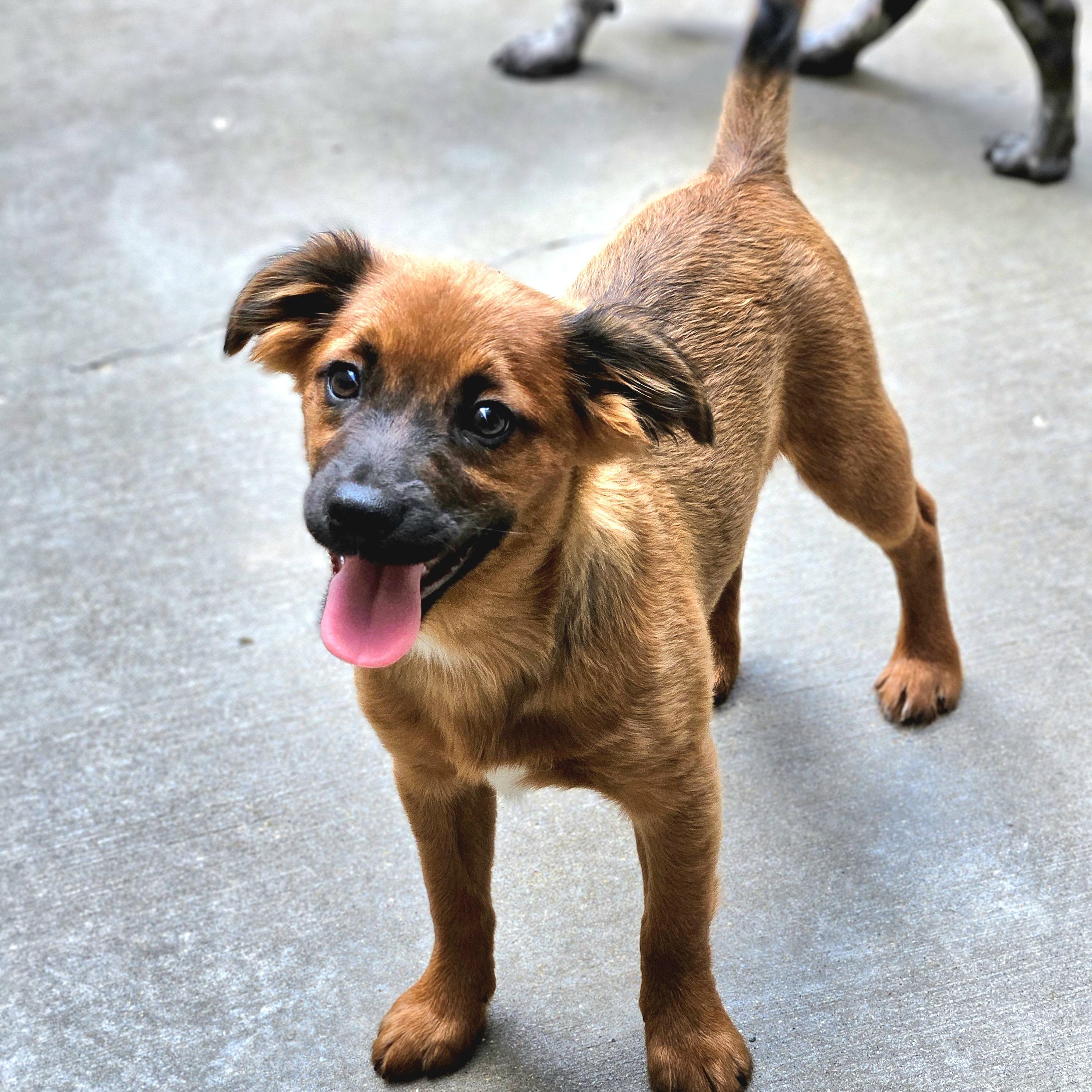 Kermit, a ADOPTABLE mixed breed in Chicago, IL image 1/6