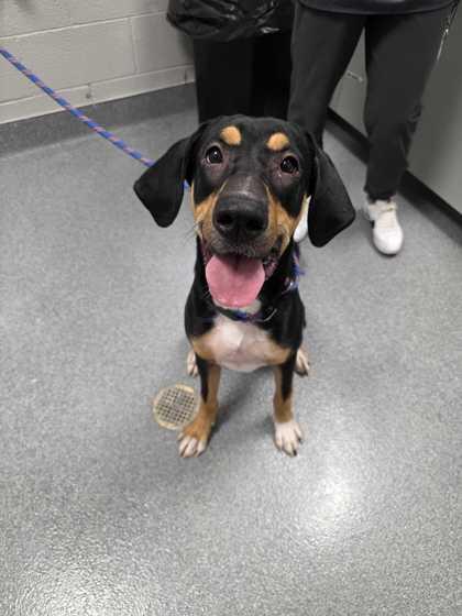 Ryana, adoptable, Adult Female Black and Tan Coonhound.