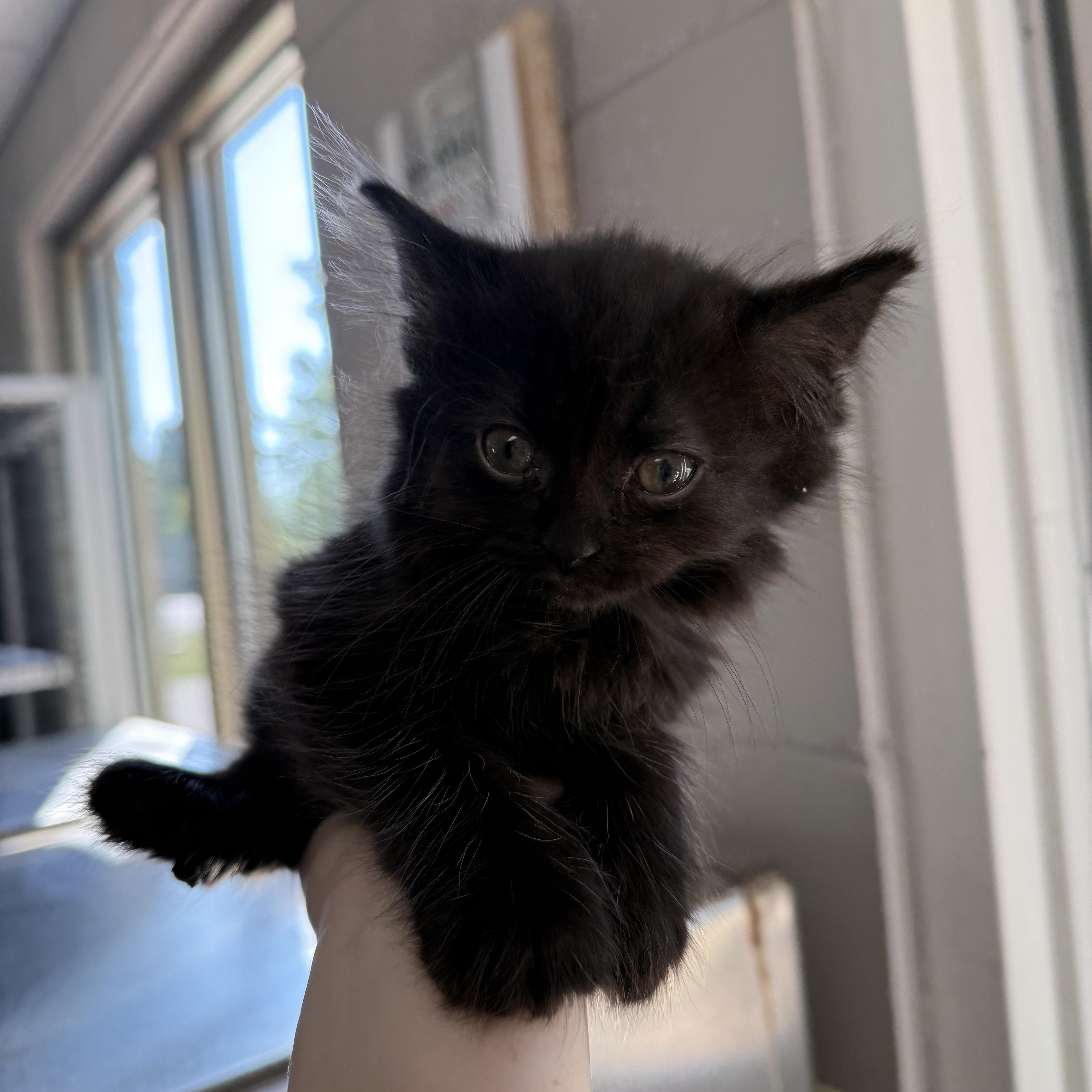 Enlarge Miley, a Adoptable Domestic Medium Hair in Oconto, WI image 1/1