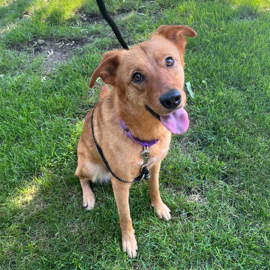 Enlarge McMurty, a Adoptable mixed breed in Grand Rapids, MI image 1/3