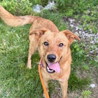 Enlarge McMurty, a Adoptable mixed breed in Grand Rapids, MI image 2/3