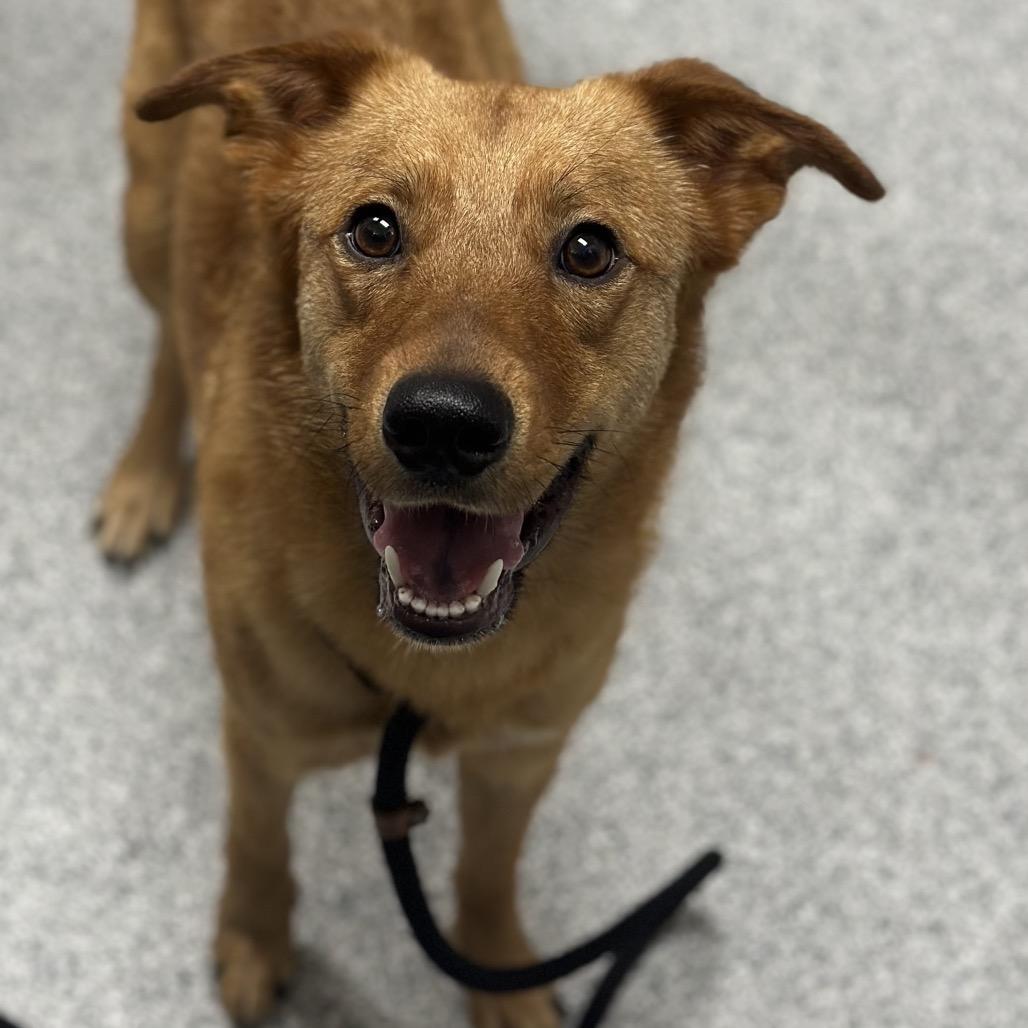 Enlarge McMurty, a Adoptable mixed breed in Grand Rapids, MI image 3/3