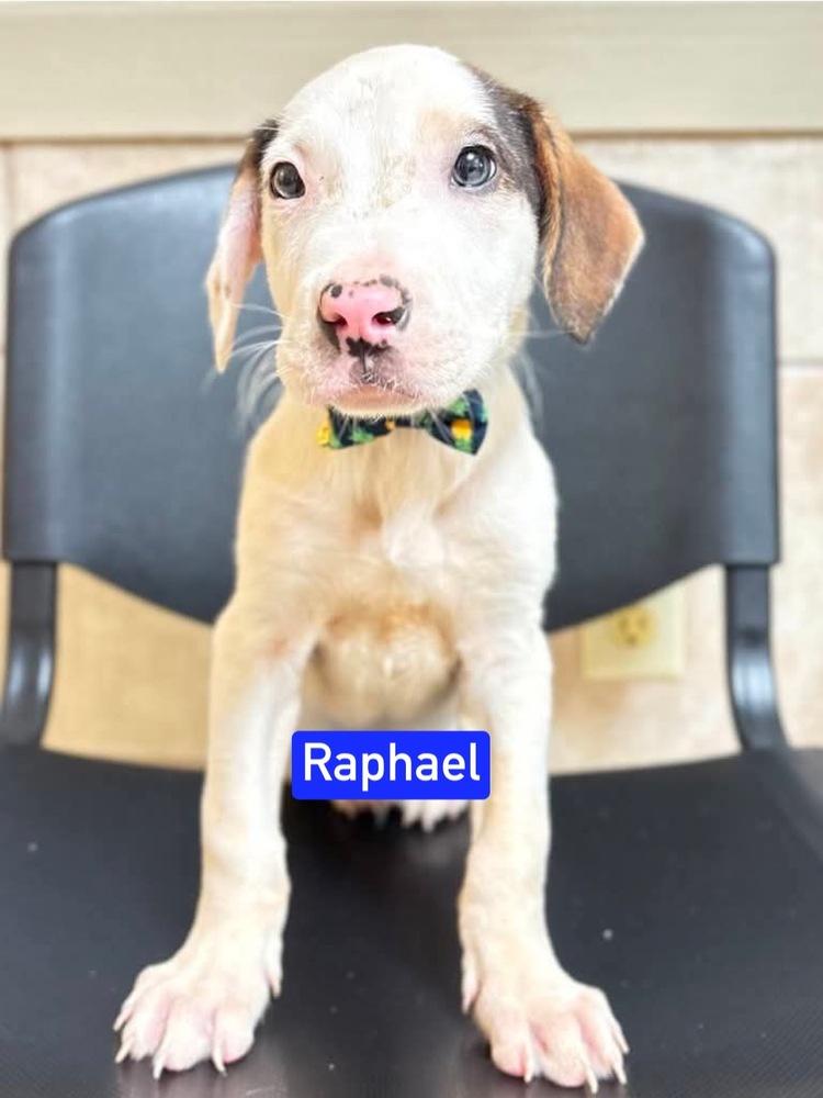 ML Raphael aka Timber, Adoptable, Puppy Male Labrador Retriever & Mixed Breed.