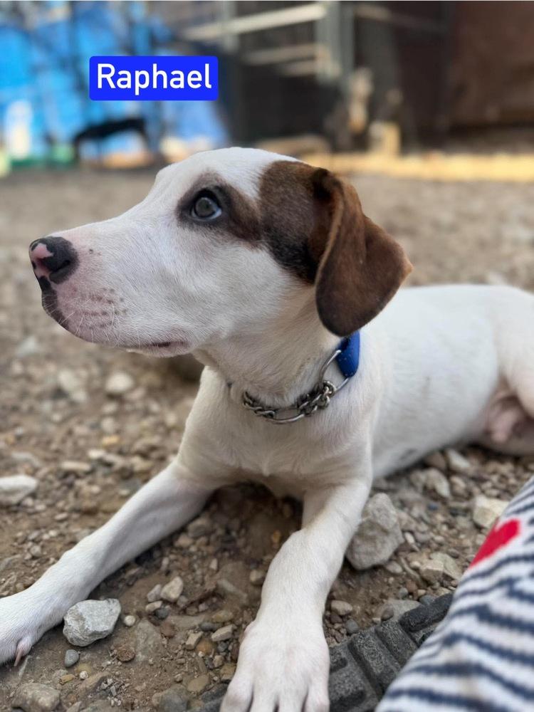Enlarge ML Raphael aka Timber, a Adoptable mixed breed in Warrenton, MO image 2/5