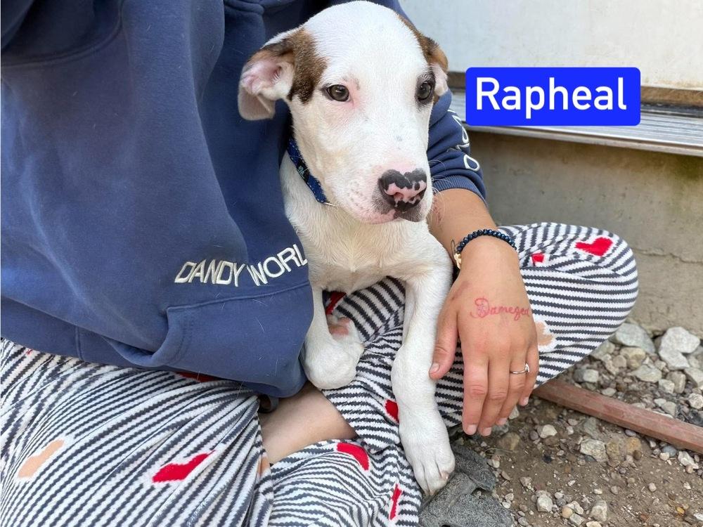 Enlarge ML Raphael aka Timber, a Adoptable mixed breed in Warrenton, MO image 3/5