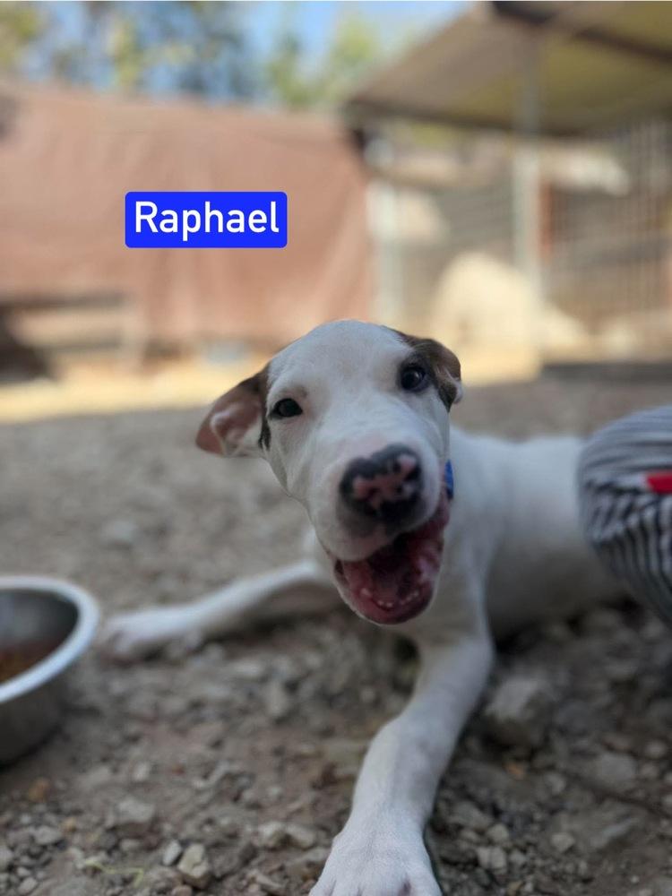 Enlarge ML Raphael aka Timber, a Adoptable mixed breed in Warrenton, MO image 4/5