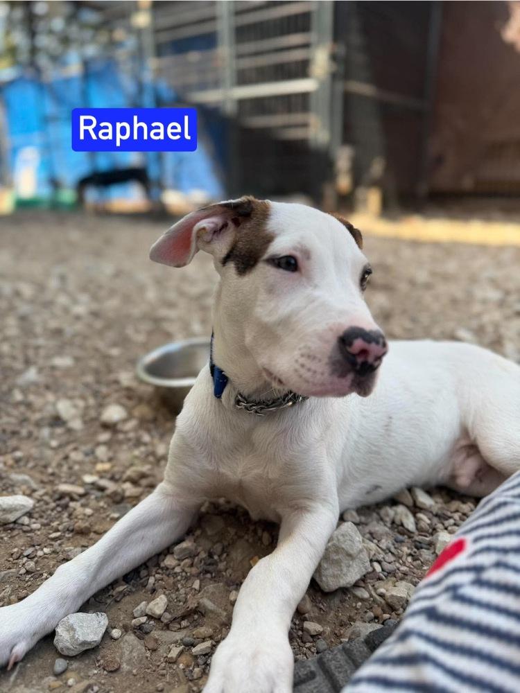 Enlarge ML Raphael aka Timber, a Adoptable mixed breed in Warrenton, MO image 5/5