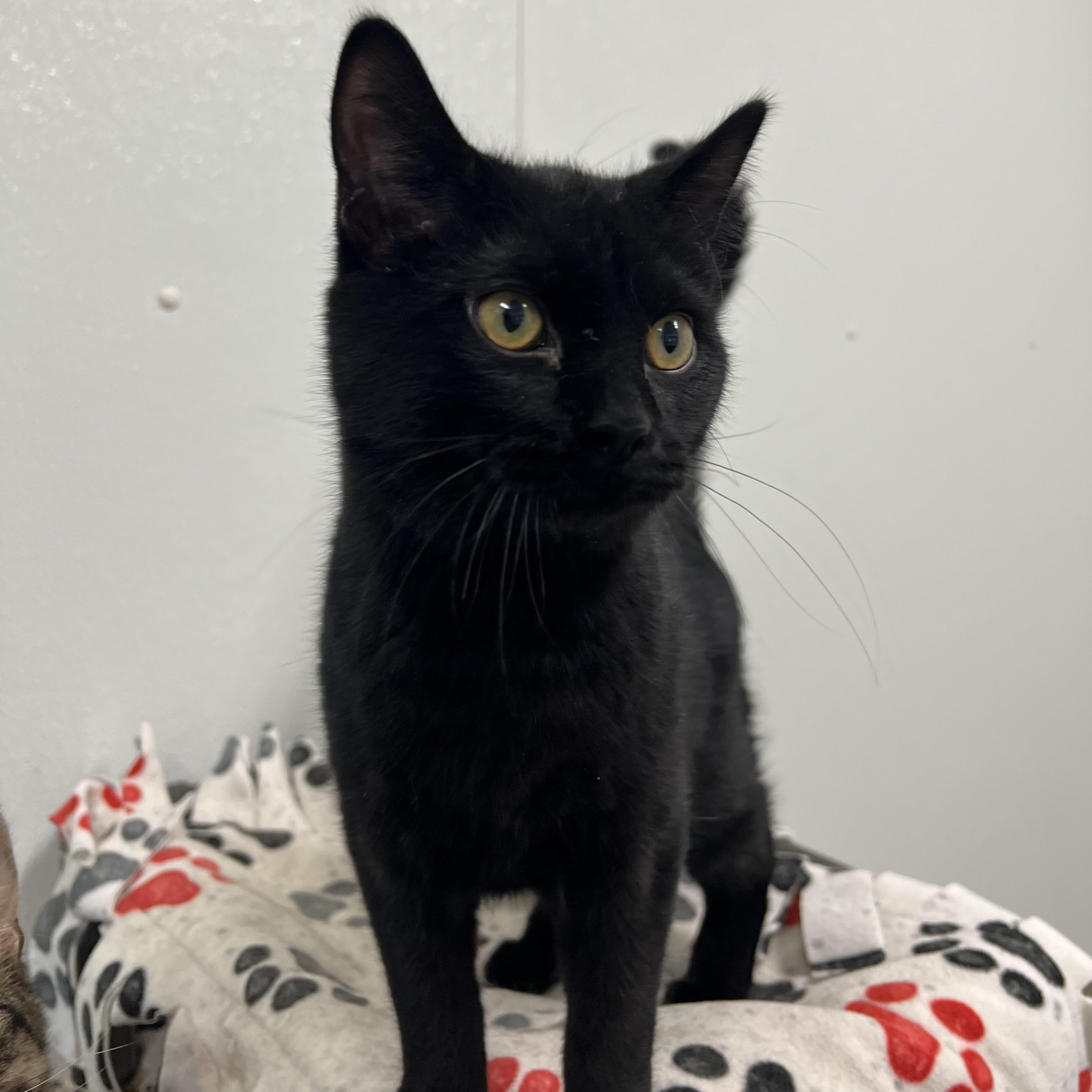 Enlarge Binx, a Adoptable Domestic Short Hair in Fairmont, MN image 3/6