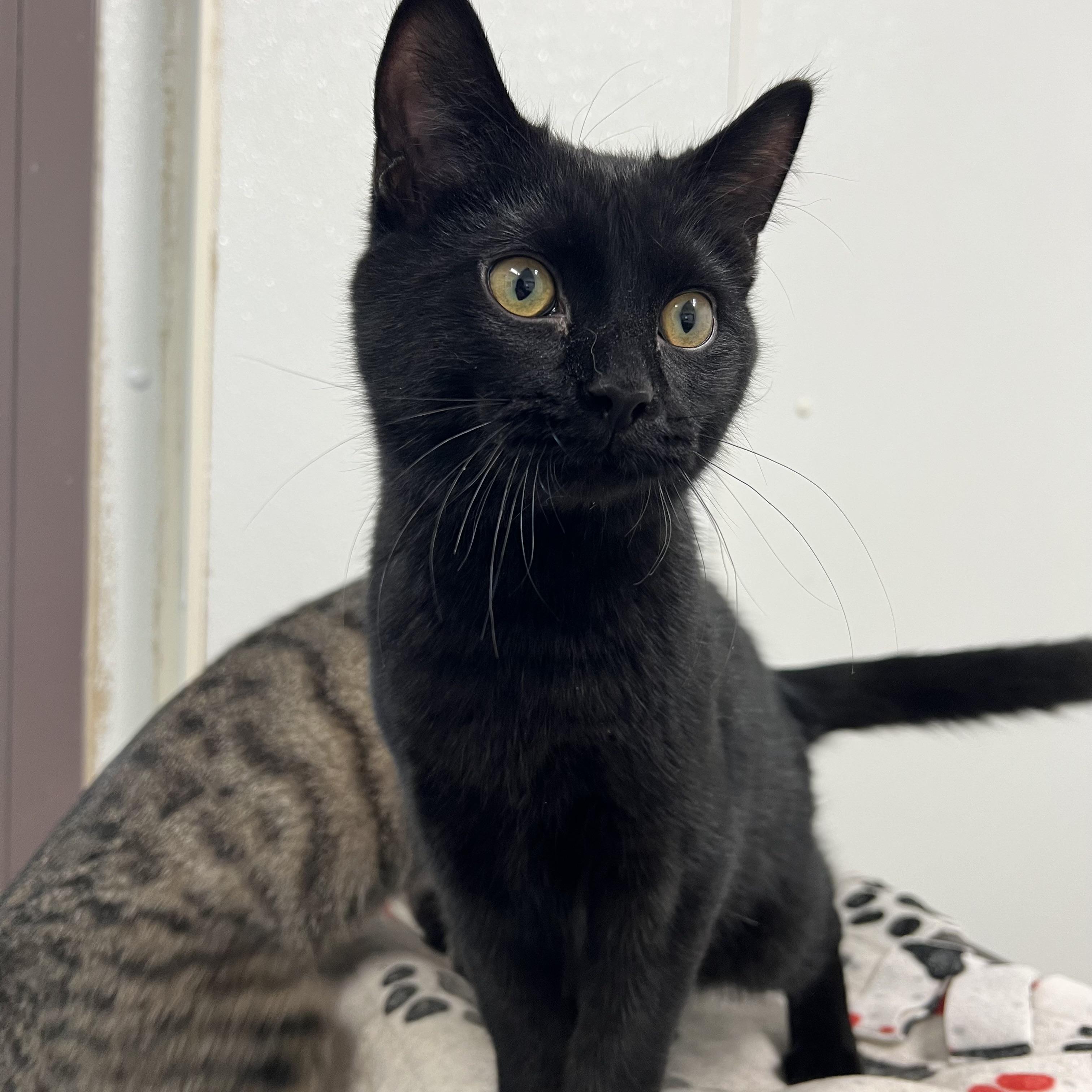 Enlarge Binx, a Adoptable Domestic Short Hair in Fairmont, MN image 4/6