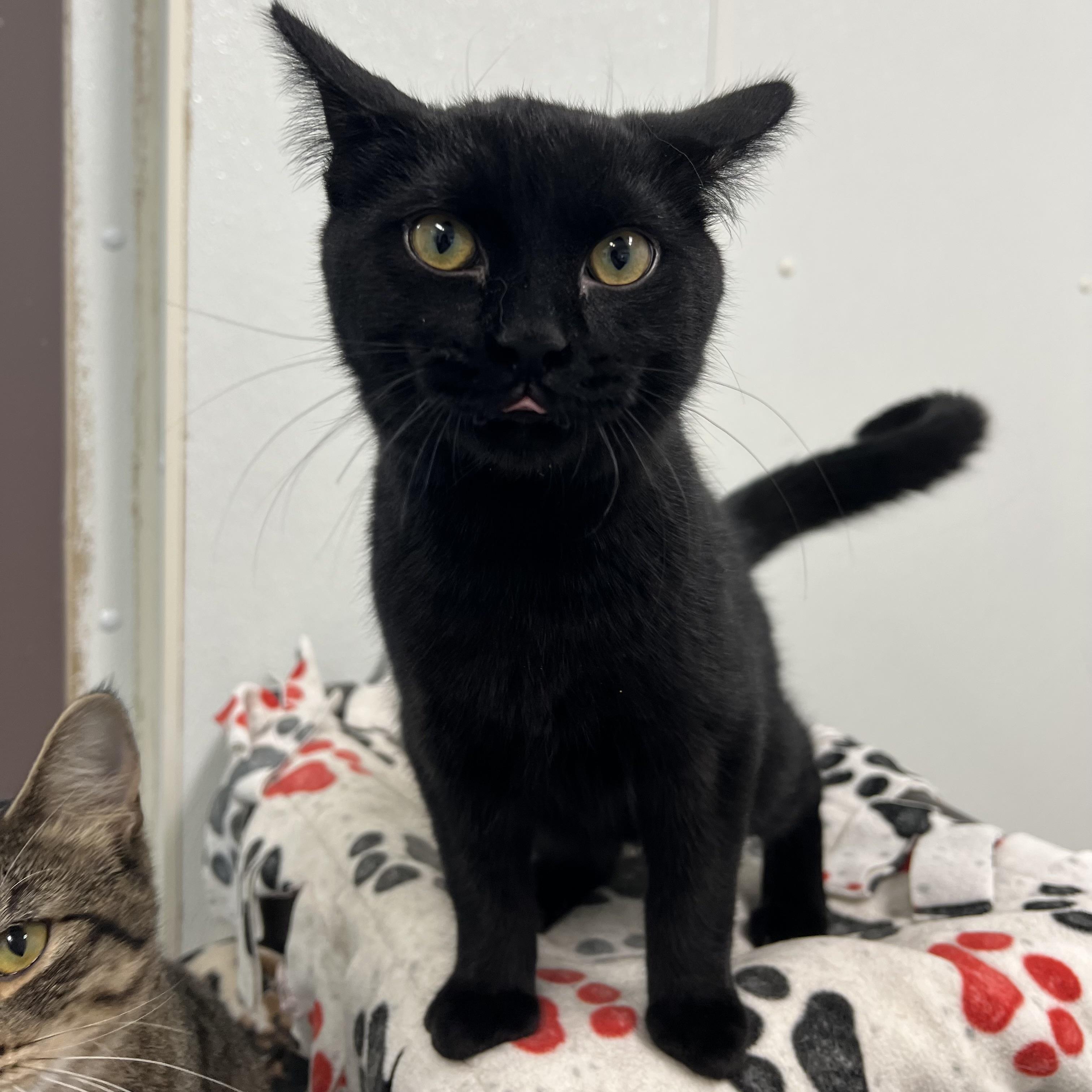 Enlarge Binx, a Adoptable Domestic Short Hair in Fairmont, MN image 5/6