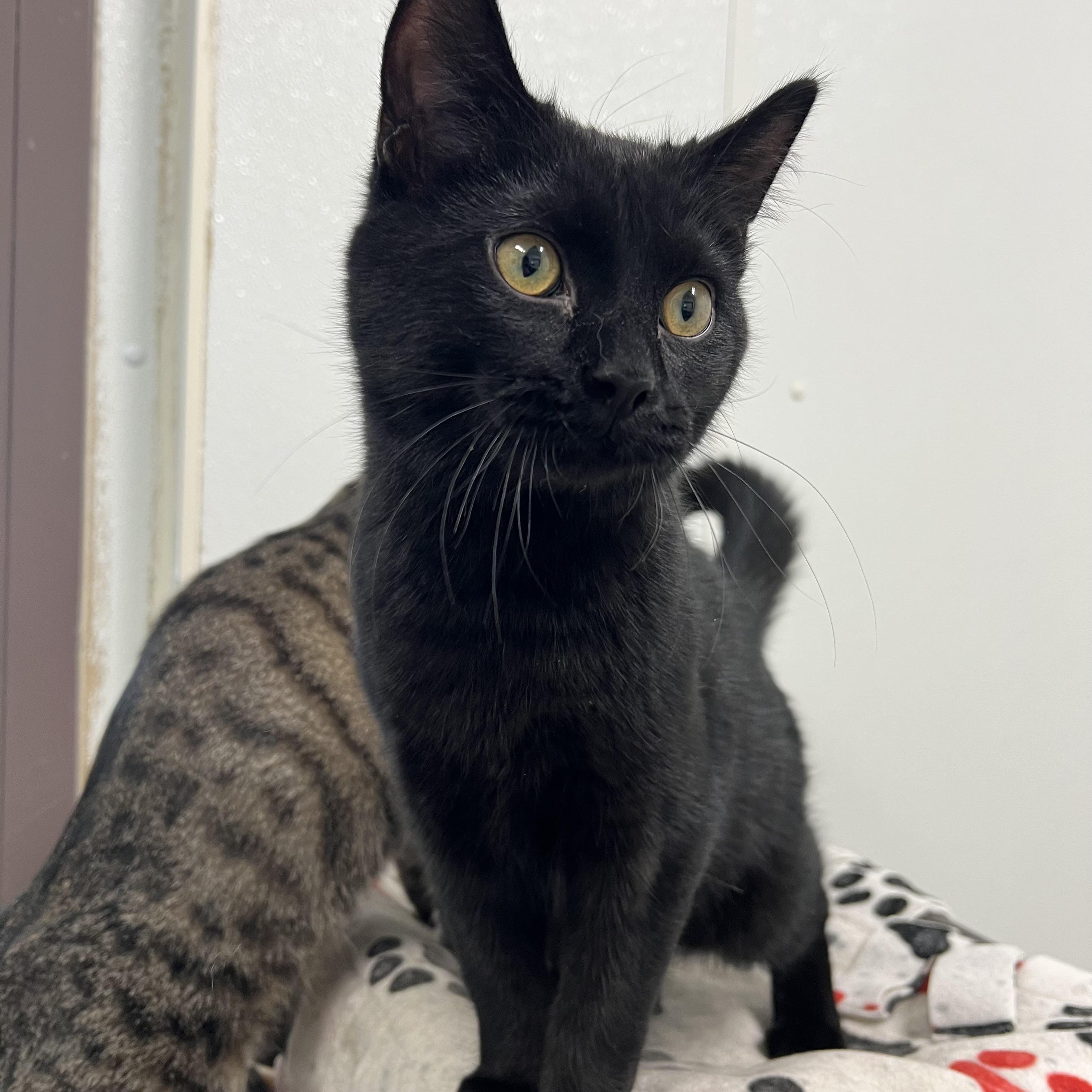 Enlarge Binx, a Adoptable Domestic Short Hair in Fairmont, MN image 6/6