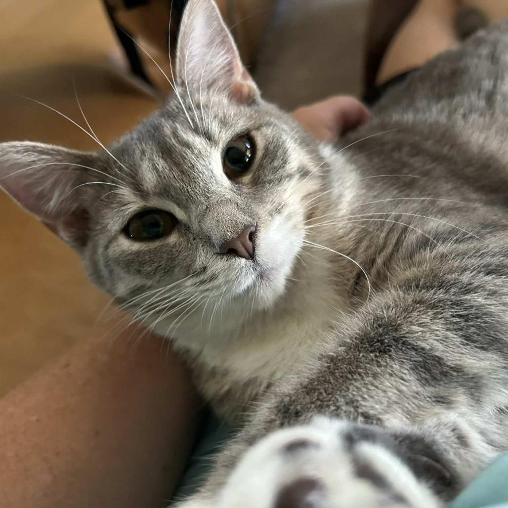 Muse, Adoptable, Young Female Domestic Short Hair.