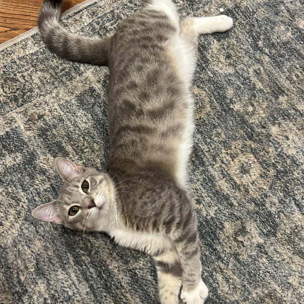 Enlarge Muse, a Adoptable Domestic Short Hair in Nashville, GA image 2/2