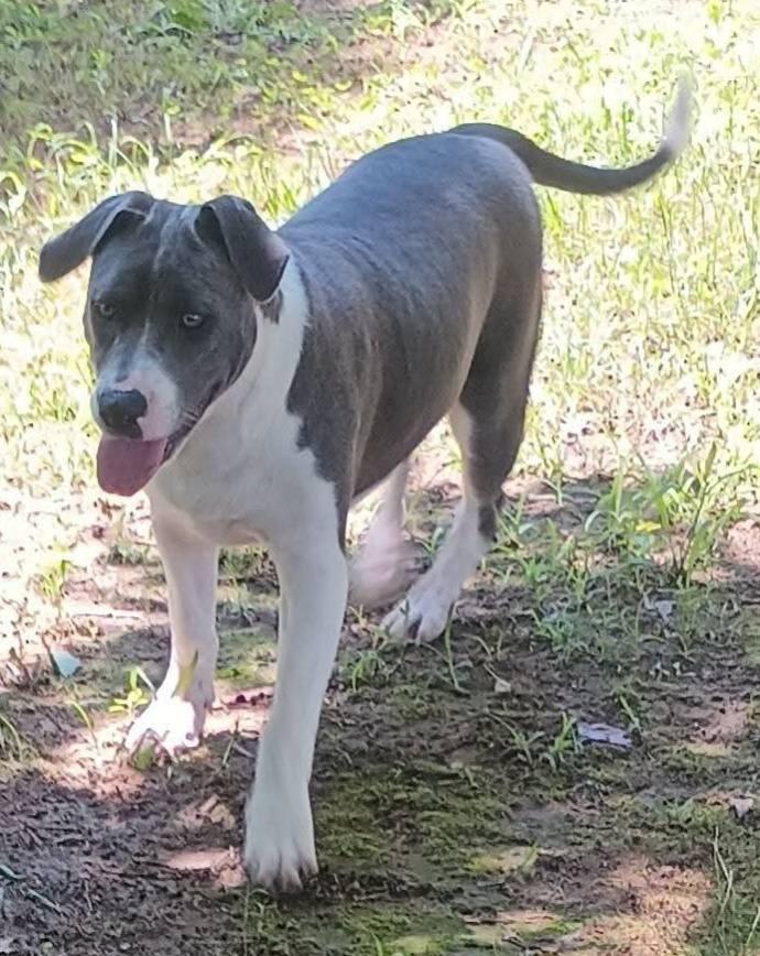 Wanda, Adoptable, Young Female American Bully.
