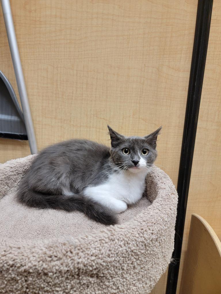 Angy (downey), Adoptable, Kitten Female Domestic Medium Hair.