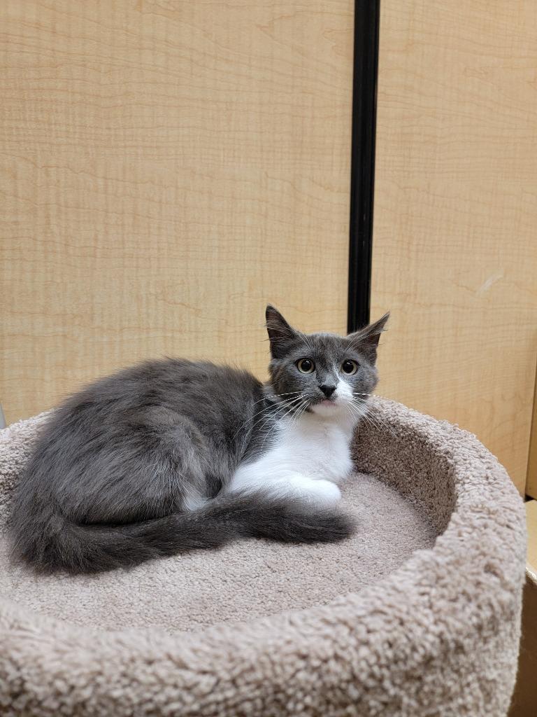 Enlarge Angy (downey), a Adoptable mixed breed in San Pedro, CA image 2/2
