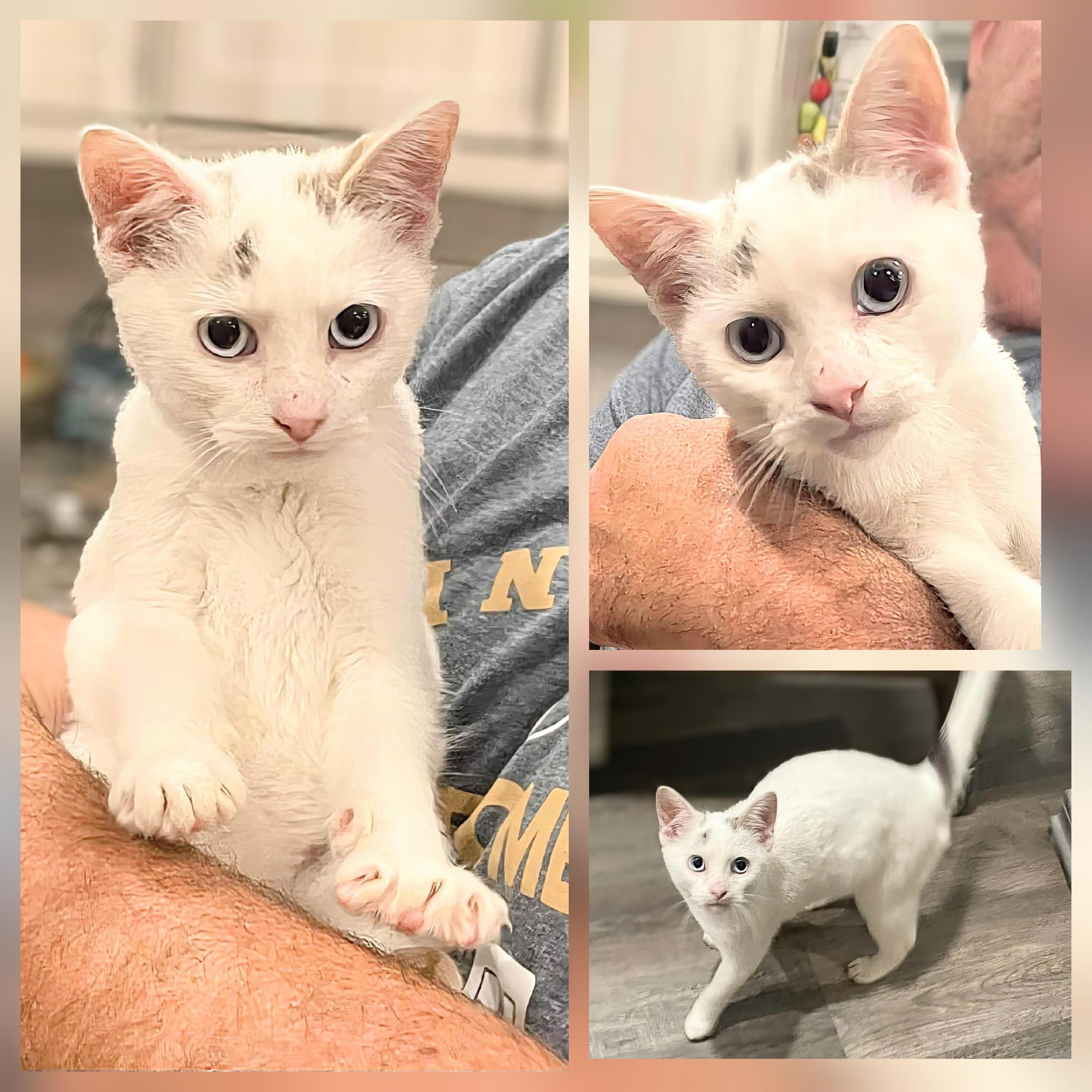 Nibbles, Adopted, Young Male Siamese.