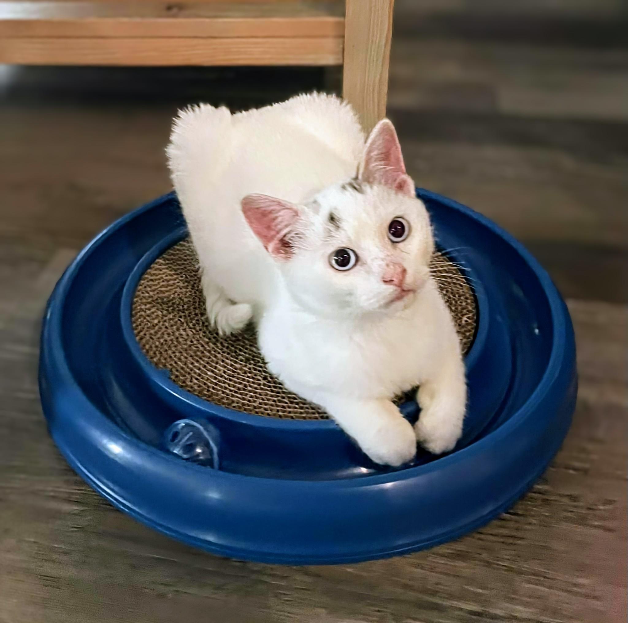 Enlarge Nibbles, a Adopted Siamese in Winnipeg, MB image 2/6