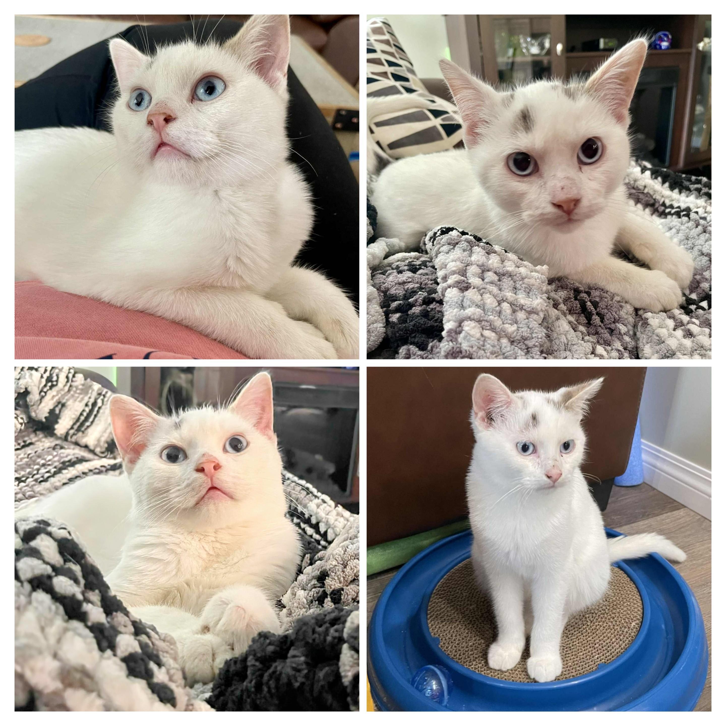 Enlarge Nibbles, a Adopted Siamese in Winnipeg, MB image 3/6