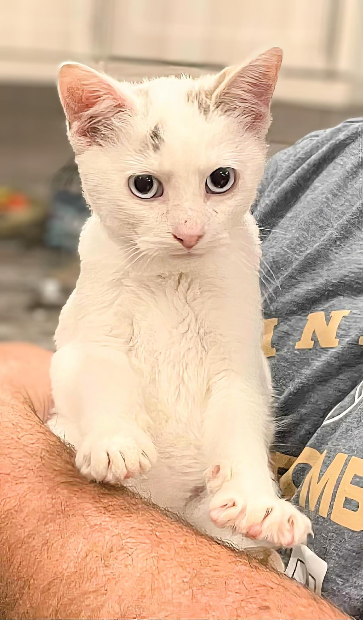 Enlarge Nibbles, a Adopted Siamese in Winnipeg, MB image 4/6