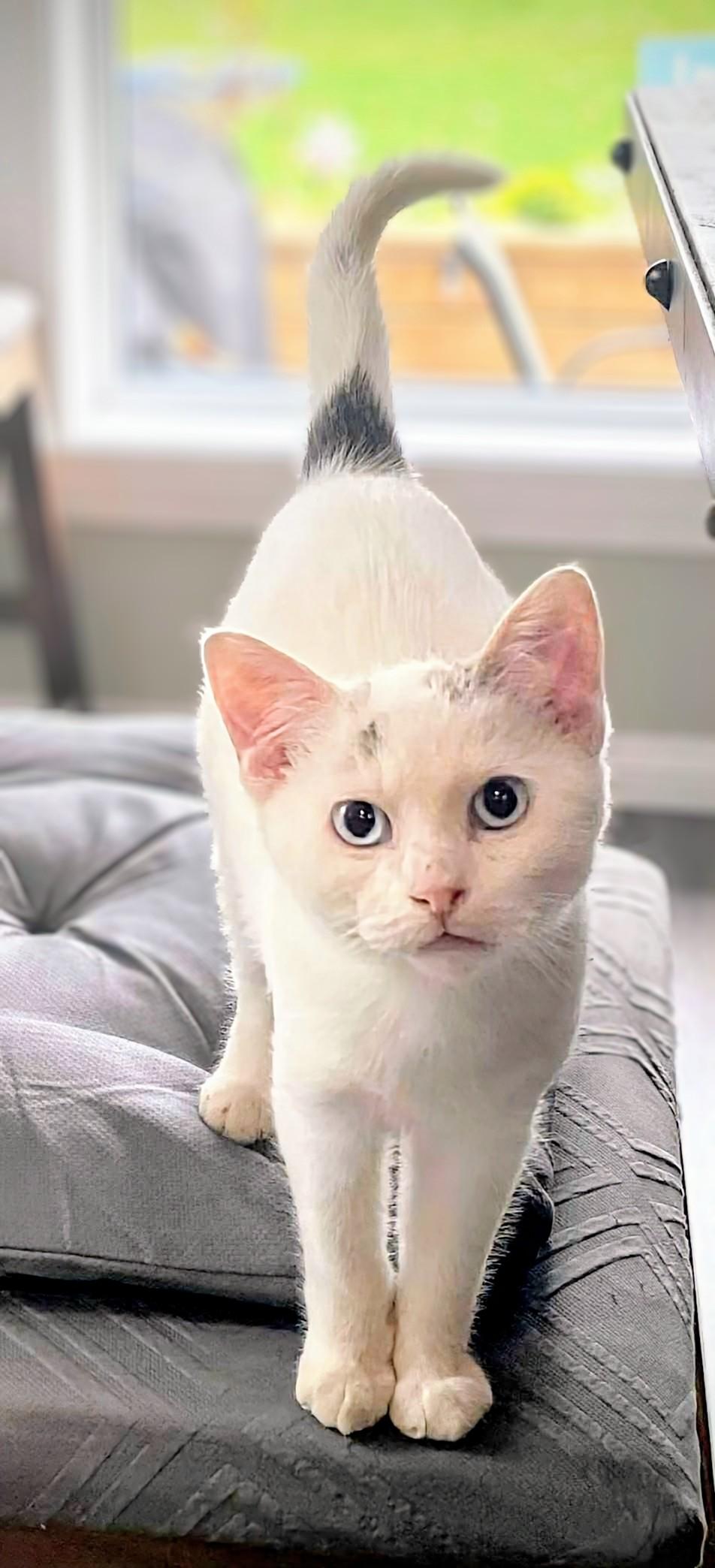 Enlarge Nibbles, a Adopted Siamese in Winnipeg, MB image 5/6